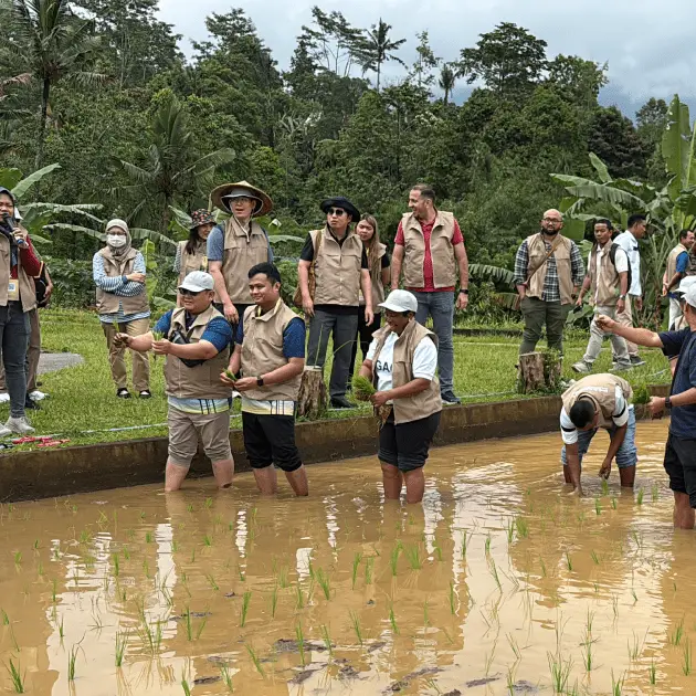Jatiluwih Eco Farm, Penebel Tabanan - rice farming activity