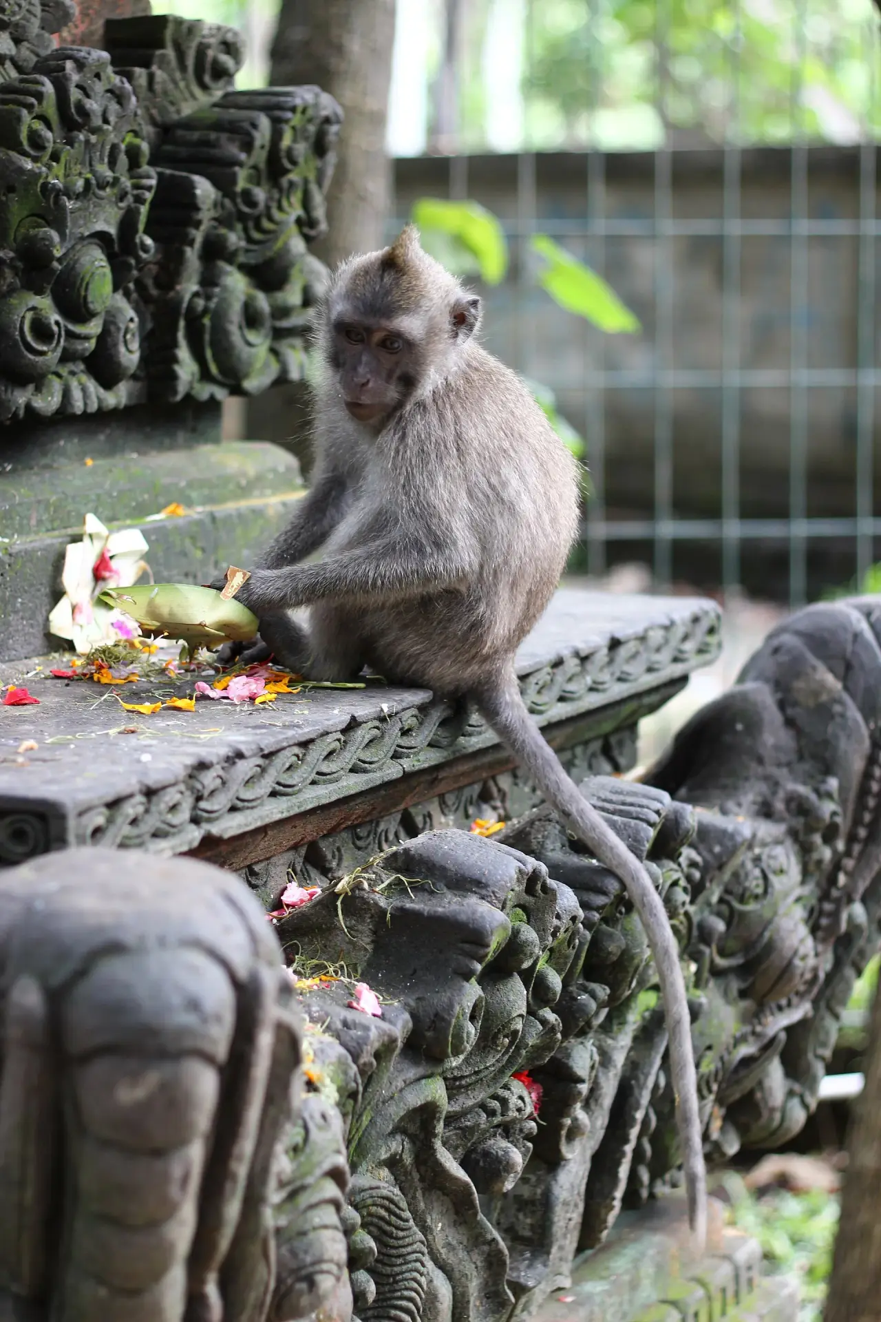 Crab-eating macaque at Sacred Monkey Forest Sanctuary, Ubud Bali