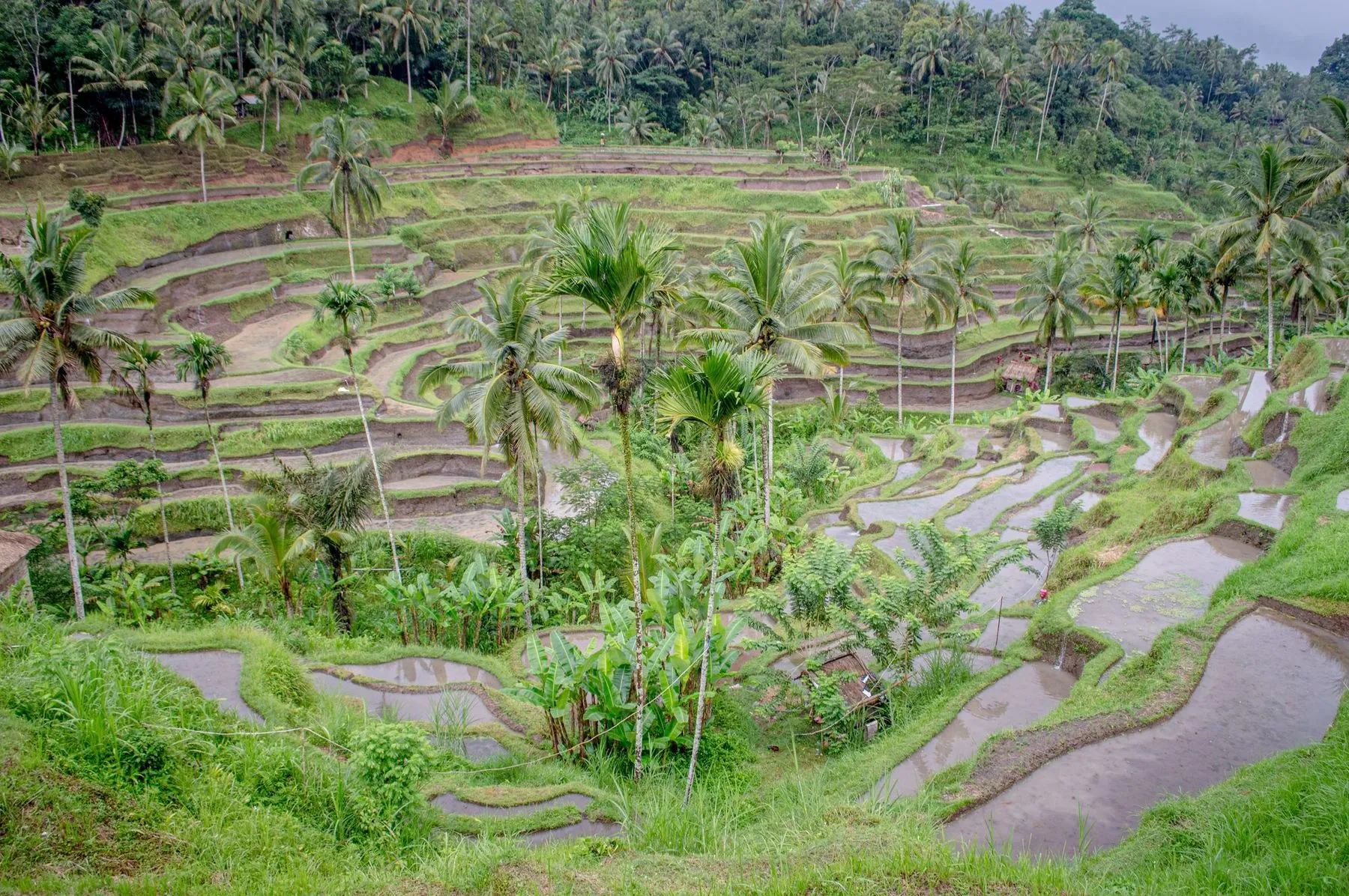 Plataran Ubud Hotel & Spa stay belt, Bali - Ubud highland rice-terrace corridor