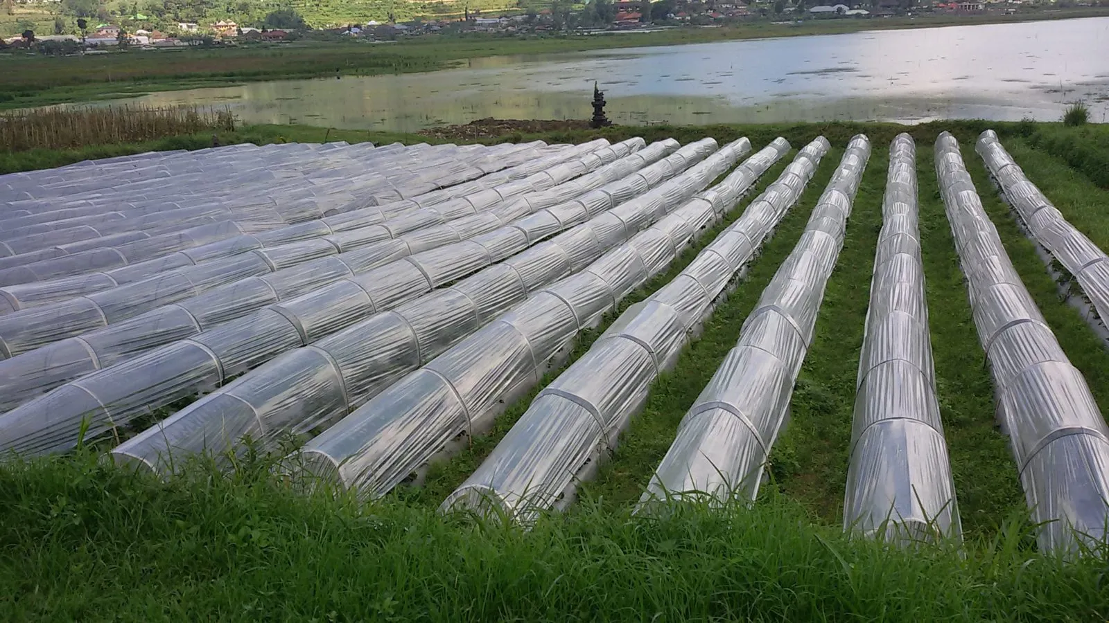 Bedugul Strawberry Farm, North Bali - strawberry field rows at Bedugul