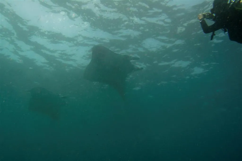 Manta Point, Nusa Penida - snorkellers watching a manta ray underwater