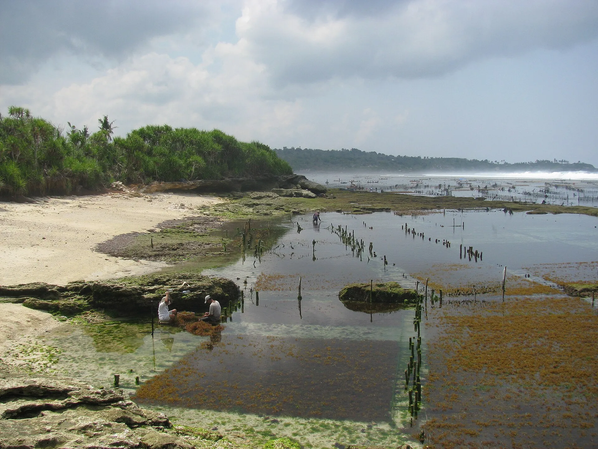 Seaweed Farms, Nusa Ceningan - seaweed farm rows visible at low tide